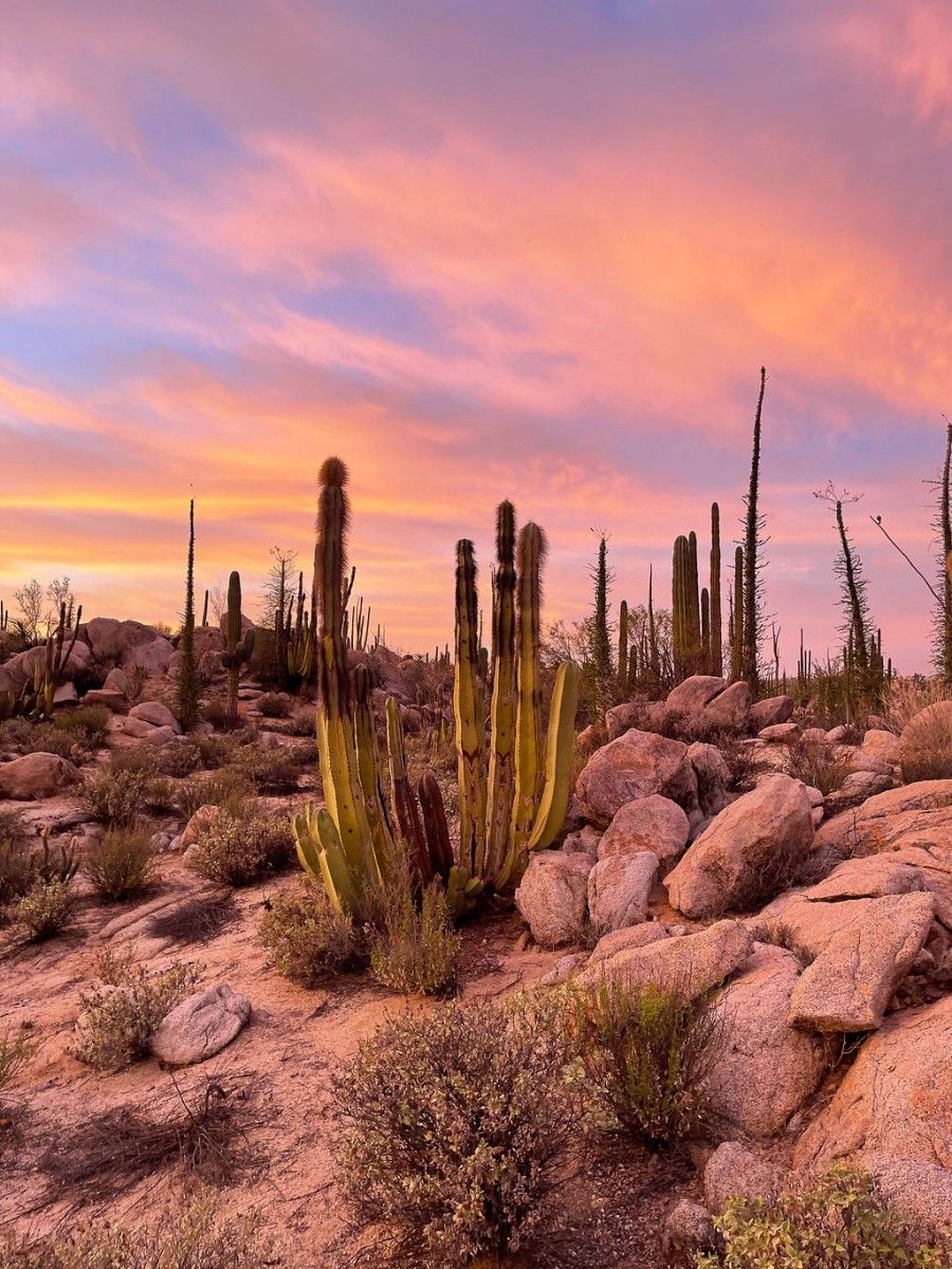 Escenario natural de cactus con atardecer colorido en Baja California Sur rodeado de piedras.