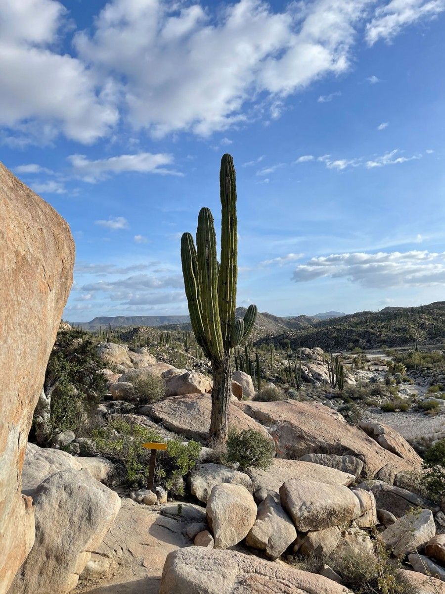 Locacion de cactus en medio del desierto en Baja California Mexico.